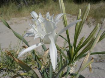 Parco Naturale Regionale delle Dune Costiere