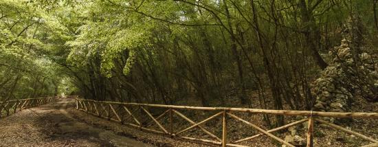 Bosco delle Pianelle