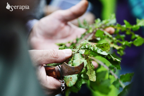 Raccolto e mangiato: le erbe selvatiche in cucina