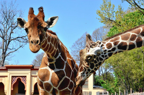 Darwin Day e promozione Carnevale al Bioparco di Roma
