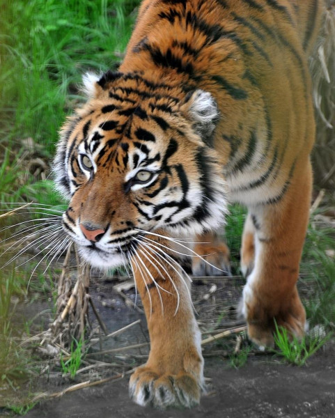 Domenica 22 marzo al Bioparco il Luna Park delle Foreste