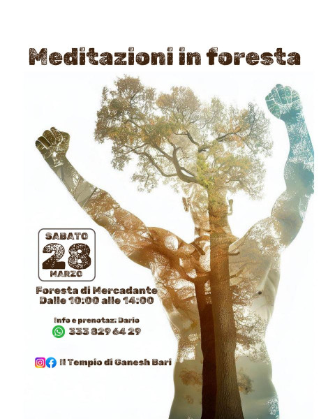 Meditazioni in foresta