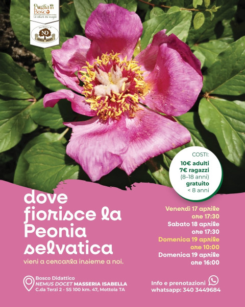 Dove fiorisce la Peonia selvatica-Passeggiata nel bosco