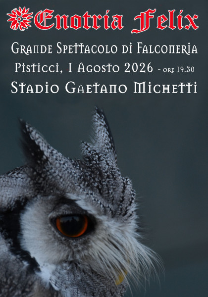 Grande spettacolo di falconeria